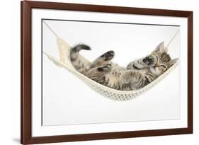 Cute Tabby Kitten, Stanley, 7 Weeks Old, Lying in a Hammock-Mark Taylor-Framed Photographic Print