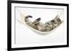 Cute Tabby Kitten, Stanley, 7 Weeks Old, Lying in a Hammock-Mark Taylor-Framed Photographic Print