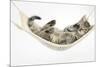 Cute Tabby Kitten, Stanley, 7 Weeks Old, Lying in a Hammock-Mark Taylor-Mounted Photographic Print