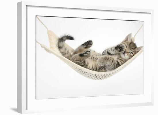 Cute Tabby Kitten, Stanley, 7 Weeks Old, Lying in a Hammock-Mark Taylor-Framed Photographic Print