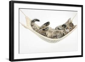 Cute Tabby Kitten, Stanley, 7 Weeks Old, Lying in a Hammock-Mark Taylor-Framed Photographic Print