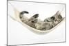 Cute Tabby Kitten, Stanley, 7 Weeks Old, Lying in a Hammock-Mark Taylor-Mounted Photographic Print