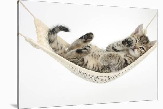 Cute Tabby Kitten, Stanley, 7 Weeks Old, Lying in a Hammock-Mark Taylor-Stretched Canvas