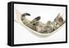 Cute Tabby Kitten, Stanley, 7 Weeks, Sleeping in a Hammock-Mark Taylor-Framed Stretched Canvas