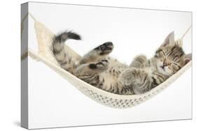 Cute Tabby Kitten, Stanley, 7 Weeks, Sleeping in a Hammock-Mark Taylor-Stretched Canvas