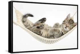 Cute Tabby Kitten, Stanley, 7 Weeks, Sleeping in a Hammock-Mark Taylor-Framed Stretched Canvas