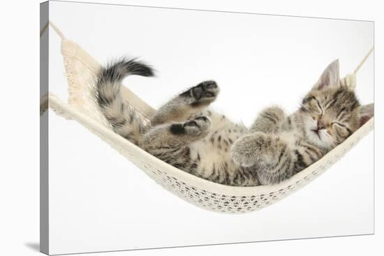 Cute Tabby Kitten, Stanley, 7 Weeks, Sleeping in a Hammock-Mark Taylor-Stretched Canvas