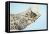 Cute Tabby Kitten, Stanley, 7 Weeks, Sleeping in a Hammock-Mark Taylor-Framed Stretched Canvas