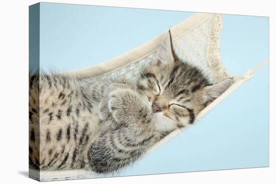 Cute Tabby Kitten, Stanley, 7 Weeks, Sleeping in a Hammock-Mark Taylor-Stretched Canvas