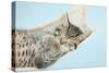 Cute Tabby Kitten, Stanley, 7 Weeks, Sleeping in a Hammock-Mark Taylor-Stretched Canvas