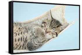 Cute Tabby Kitten, Stanley, 7 Weeks, Sleeping in a Hammock-Mark Taylor-Framed Stretched Canvas