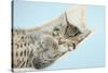 Cute Tabby Kitten, Stanley, 7 Weeks, Sleeping in a Hammock-Mark Taylor-Stretched Canvas