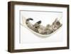 Cute Tabby Kitten, Stanley, 7 Weeks, Sleeping in a Hammock-Mark Taylor-Framed Premium Photographic Print