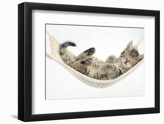 Cute Tabby Kitten, Stanley, 7 Weeks, Sleeping in a Hammock-Mark Taylor-Framed Premium Photographic Print