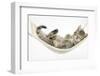 Cute Tabby Kitten, Stanley, 7 Weeks, Sleeping in a Hammock-Mark Taylor-Framed Premium Photographic Print