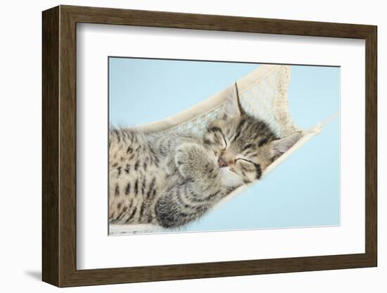 Cute Tabby Kitten, Stanley, 7 Weeks, Sleeping in a Hammock-Mark Taylor-Framed Photographic Print