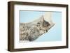 Cute Tabby Kitten, Stanley, 7 Weeks, Sleeping in a Hammock-Mark Taylor-Framed Photographic Print