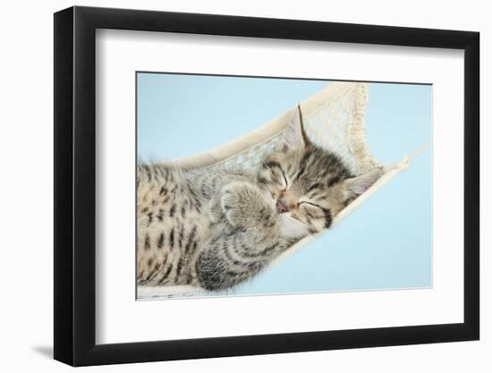 Cute Tabby Kitten, Stanley, 7 Weeks, Sleeping in a Hammock-Mark Taylor-Framed Photographic Print