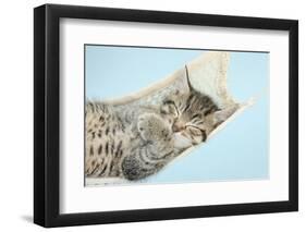 Cute Tabby Kitten, Stanley, 7 Weeks, Sleeping in a Hammock-Mark Taylor-Framed Photographic Print