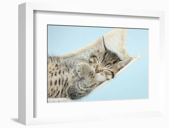 Cute Tabby Kitten, Stanley, 7 Weeks, Sleeping in a Hammock-Mark Taylor-Framed Photographic Print
