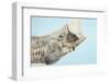 Cute Tabby Kitten, Stanley, 7 Weeks, Sleeping in a Hammock-Mark Taylor-Framed Photographic Print