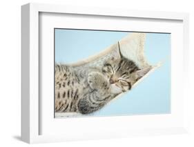 Cute Tabby Kitten, Stanley, 7 Weeks, Sleeping in a Hammock-Mark Taylor-Framed Photographic Print