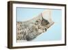 Cute Tabby Kitten, Stanley, 7 Weeks, Sleeping in a Hammock-Mark Taylor-Framed Photographic Print