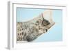 Cute Tabby Kitten, Stanley, 7 Weeks, Sleeping in a Hammock-Mark Taylor-Framed Photographic Print