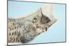 Cute Tabby Kitten, Stanley, 7 Weeks, Sleeping in a Hammock-Mark Taylor-Mounted Photographic Print
