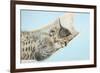 Cute Tabby Kitten, Stanley, 7 Weeks, Sleeping in a Hammock-Mark Taylor-Framed Photographic Print