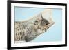 Cute Tabby Kitten, Stanley, 7 Weeks, Sleeping in a Hammock-Mark Taylor-Framed Photographic Print