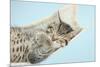 Cute Tabby Kitten, Stanley, 7 Weeks, Sleeping in a Hammock-Mark Taylor-Mounted Photographic Print