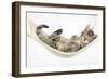 Cute Tabby Kitten, Stanley, 7 Weeks, Sleeping in a Hammock-Mark Taylor-Framed Photographic Print