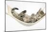 Cute Tabby Kitten, Stanley, 7 Weeks, Sleeping in a Hammock-Mark Taylor-Mounted Photographic Print