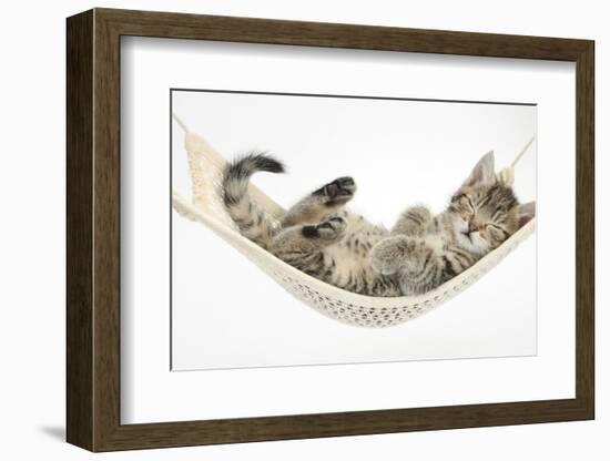 Cute Tabby Kitten, Stanley, 7 Weeks, Sleeping in a Hammock-Mark Taylor-Framed Photographic Print