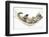 Cute Tabby Kitten, Stanley, 7 Weeks, Sleeping in a Hammock-Mark Taylor-Framed Photographic Print