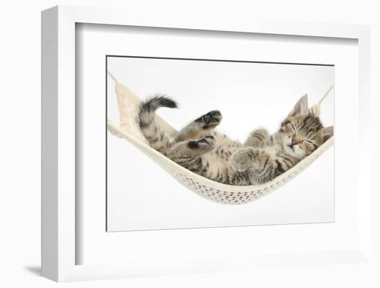 Cute Tabby Kitten, Stanley, 7 Weeks, Sleeping in a Hammock-Mark Taylor-Framed Photographic Print