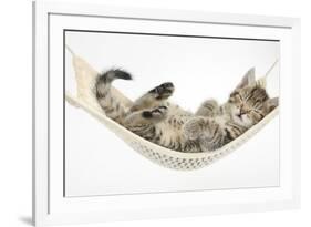 Cute Tabby Kitten, Stanley, 7 Weeks, Sleeping in a Hammock-Mark Taylor-Framed Photographic Print