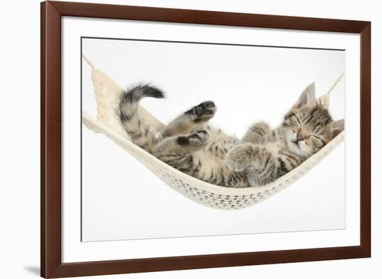 Cute Tabby Kitten, Stanley, 7 Weeks, Sleeping in a Hammock-Mark Taylor-Framed Photographic Print