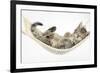 Cute Tabby Kitten, Stanley, 7 Weeks, Sleeping in a Hammock-Mark Taylor-Framed Photographic Print