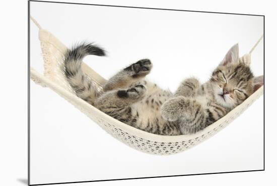 Cute Tabby Kitten, Stanley, 7 Weeks, Sleeping in a Hammock-Mark Taylor-Mounted Photographic Print