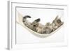 Cute Tabby Kitten, Stanley, 7 Weeks, Sleeping in a Hammock-Mark Taylor-Framed Photographic Print