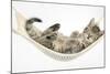 Cute Tabby Kitten, Stanley, 7 Weeks, Sleeping in a Hammock-Mark Taylor-Mounted Photographic Print