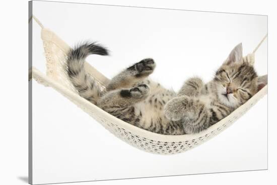 Cute Tabby Kitten, Stanley, 7 Weeks, Sleeping in a Hammock-Mark Taylor-Stretched Canvas