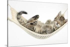 Cute Tabby Kitten, Stanley, 7 Weeks, Sleeping in a Hammock-Mark Taylor-Stretched Canvas