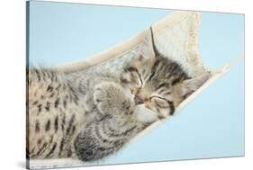 Cute Tabby Kitten, Stanley, 7 Weeks, Sleeping in a Hammock-Mark Taylor-Stretched Canvas