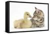 Cute Tabby Kitten, Stanley, 9 Weeks, Nose to Beak with Yellow Gosling-Mark Taylor-Framed Stretched Canvas