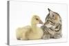 Cute Tabby Kitten, Stanley, 9 Weeks, Nose to Beak with Yellow Gosling-Mark Taylor-Stretched Canvas