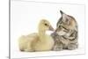 Cute Tabby Kitten, Stanley, 9 Weeks, Nose to Beak with Yellow Gosling-Mark Taylor-Stretched Canvas