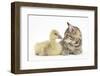 Cute Tabby Kitten, Stanley, 9 Weeks, Nose to Beak with Yellow Gosling-Mark Taylor-Framed Photographic Print